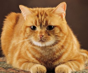 cute-red-cat