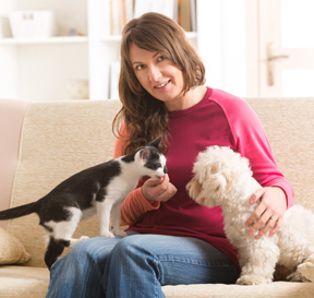 Little dog maltese and black and white cat sitting with owner on the sofa in home