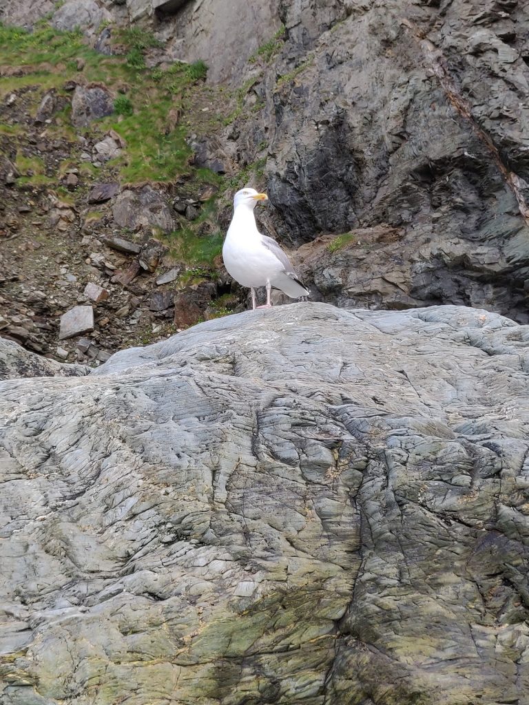 Merlin in the form of a seagull, Kelly Hampton Glastonbury spiritual retreat