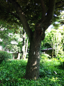 Japan's Tree of Knowledge in Former Yasuda Garden