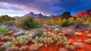 the desert landscape you will see at Kelly Hampton's Sedona retreat